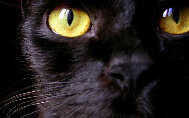Czarny kot (ale nie ten, który straszy) (Fot. Flickr/fazen/Lic. CC by)