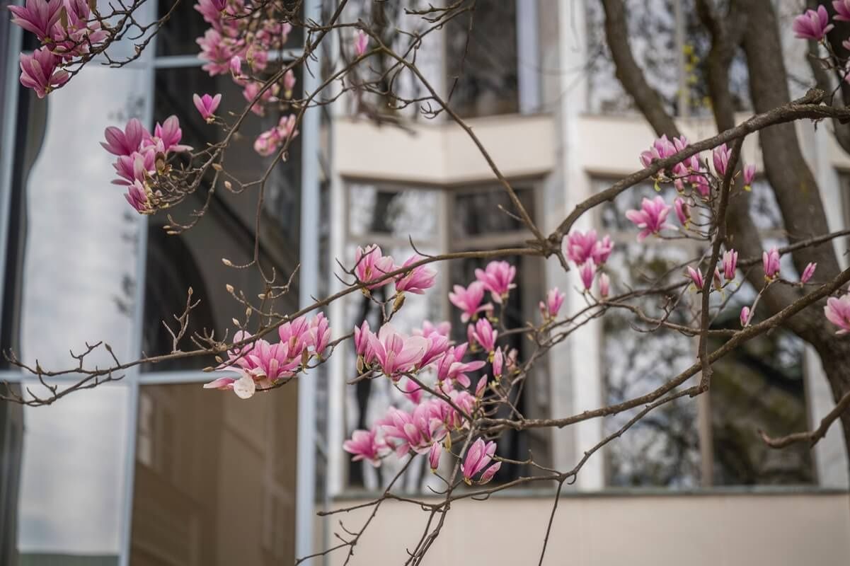 Magnolie na dziedzińcu KUL