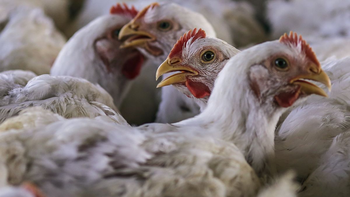Polski drób wróci do Chin? Zdj. ilustracyjne