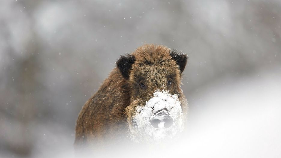 Bios Photo 10/2023Eurasian boar (Sus scrofa) portrait of a boar with its snout covered in snow, Ardennes, BelgiumPhilippe Moes