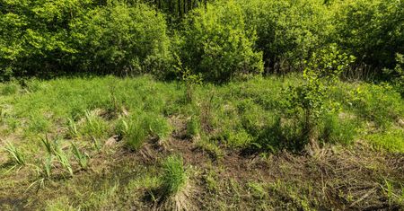 Kampinos. Protest ws. zabudowy w otulinie rezerwatu Łosiowe Błota. Interweniuje ministerstwo