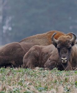 Polski raj dla żubrów. Gmina chce odstrzału. "Zwierzęta nas nękają"