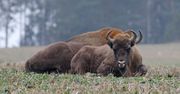 Polski raj dla żubrów. Gmina chce odstrzału. "Zwierzęta nas nękają"