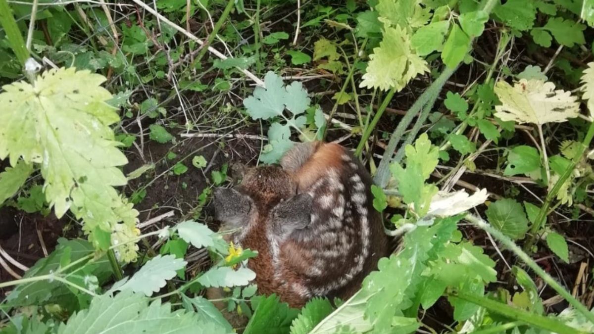 Sarna ukryła młode w wysokiej trawie, gdzie mogły oczekiwać na jej powrót bez strachu przed drapieżnikami
