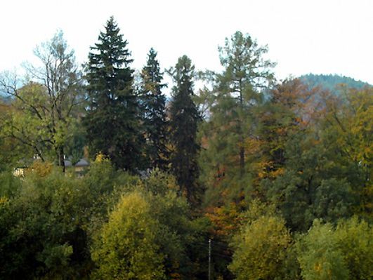Obraz