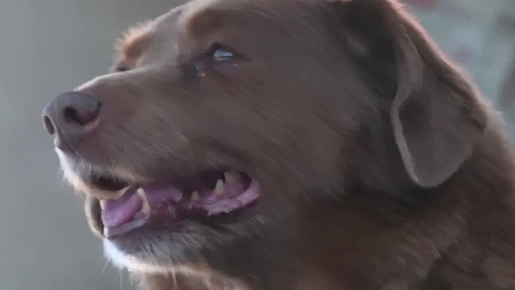 Najstarszy pies świata