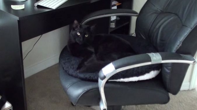 Film dnia: Pracujesz przy komputerze i masz kota? Znasz ten ból! 1