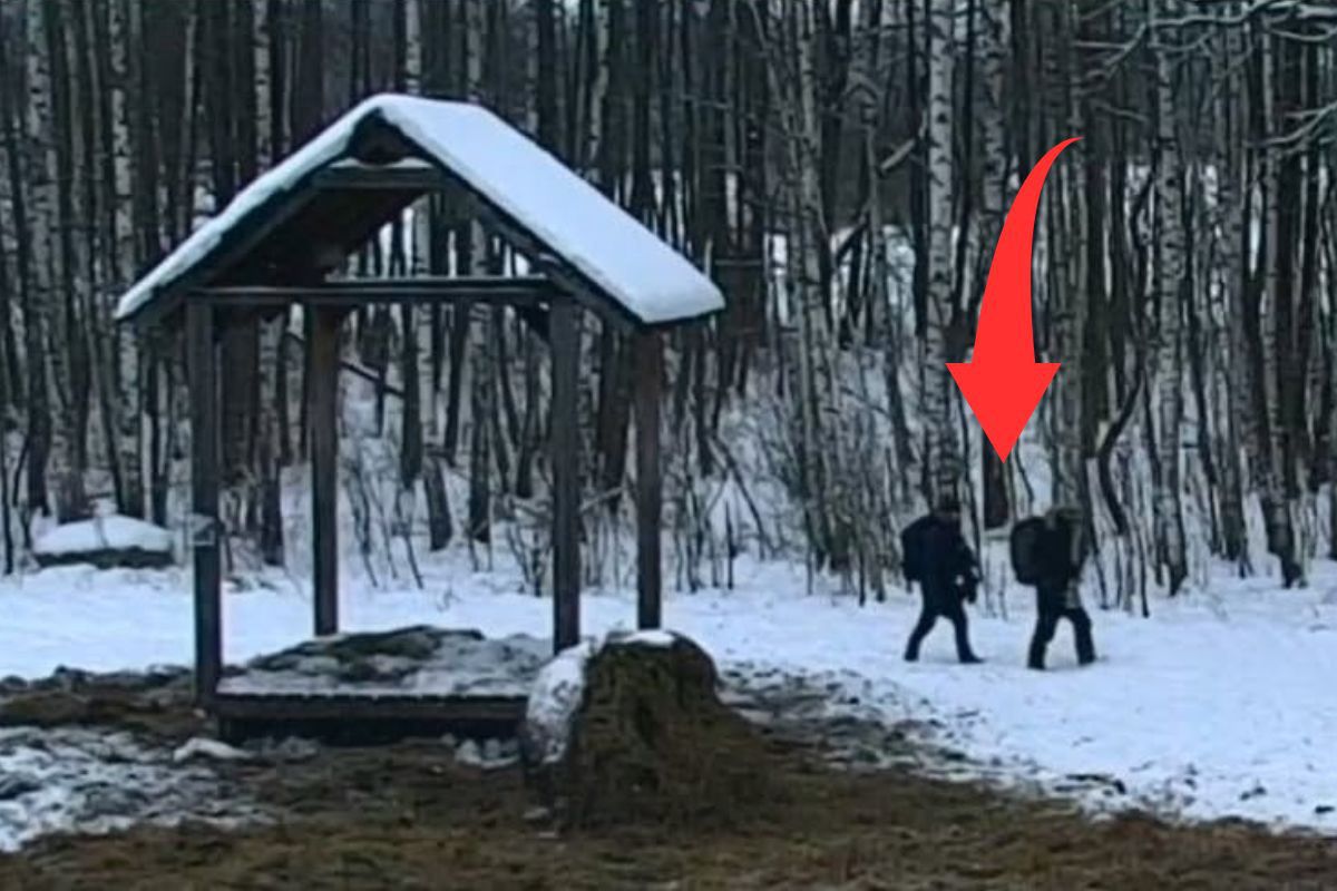 Leśnicy grzmią. Pokazali, co zrobili w lesie. "Surowo zabronione"