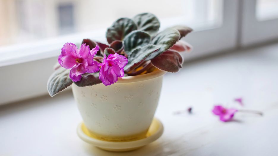 Rośliny lubią odpowiednią wilgotność i dostęp do światła