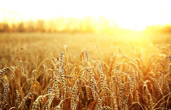 Rekordowe zbiory upraw przeznaczonych na biopaliwa