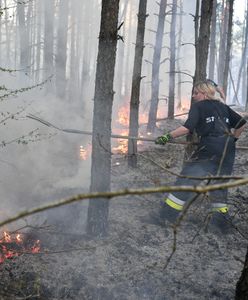 Seryjny podpalacz lasów na Śląsku. Wyznaczono nagrodę