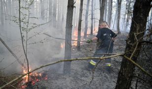Seryjny podpalacz lasów na Śląsku. Wyznaczono nagrodę