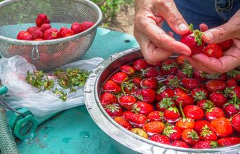 Weź z kuchennej szafki i wsyp do wody. W 5 minut pozbędziesz się robaków z truskawek