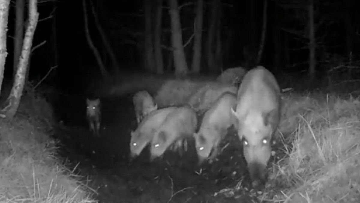 Locha przyprowadziła swoje dzieci do błota, by pokazać im, że można tam łatwiej poszukać jedzenia. 