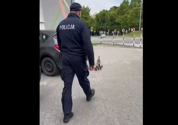 Nietypowa interwencja w Namysłowie. Służby uratowały kaczą rodzinę