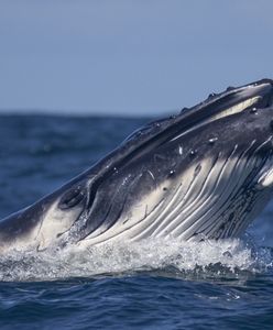 Chcą, by wieloryby miały takie same prawa jak ludzie. "Musimy działać już"