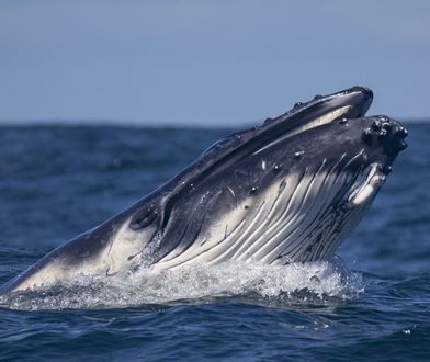 Chcą, by wieloryby miały takie same prawa jak ludzie. "Musimy działać już"