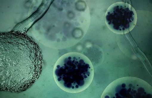 Oto wirusy, które mają potencjał, by uratować ludzkość