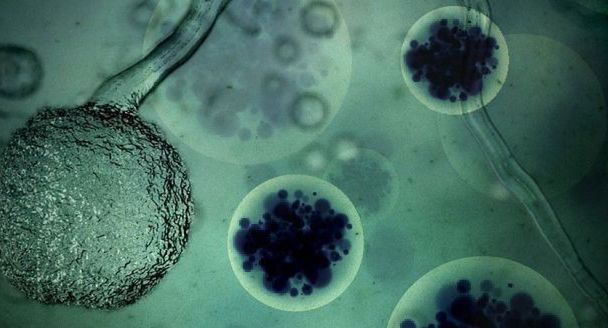 Oto wirusy, które mają potencjał, by uratować ludzkość