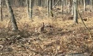 Wyskoczył z leśnych ostępów. Widzieli go tylko przez moment. Spójrzcie