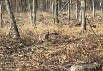 Wyskoczył z leśnych ostępów. Widzieli go tylko przez moment. Spójrzcie