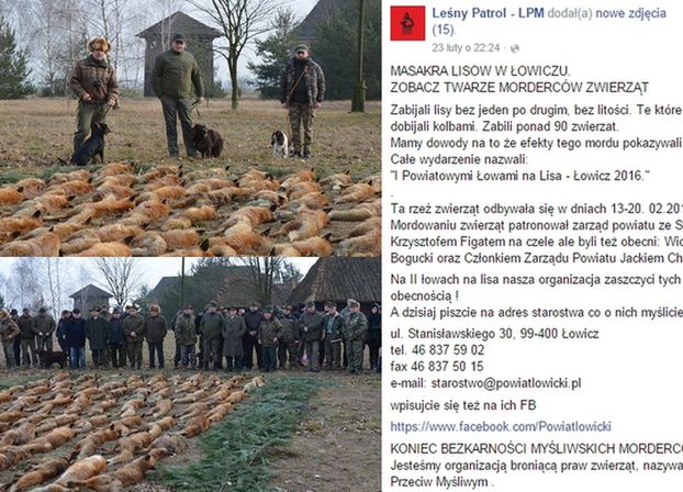 Myśliwi chwalą się zabitymi lisami na Facebooku. Leśny Patrol: "MORDERCY I ZWYROLE!"