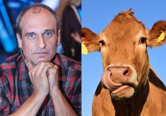 Paweł Kukiz chce adoptować krowę, która uciekła z transportu do rzeźni: "Hart ducha tej krowy jest NIE DO PRZECENIENIA!"