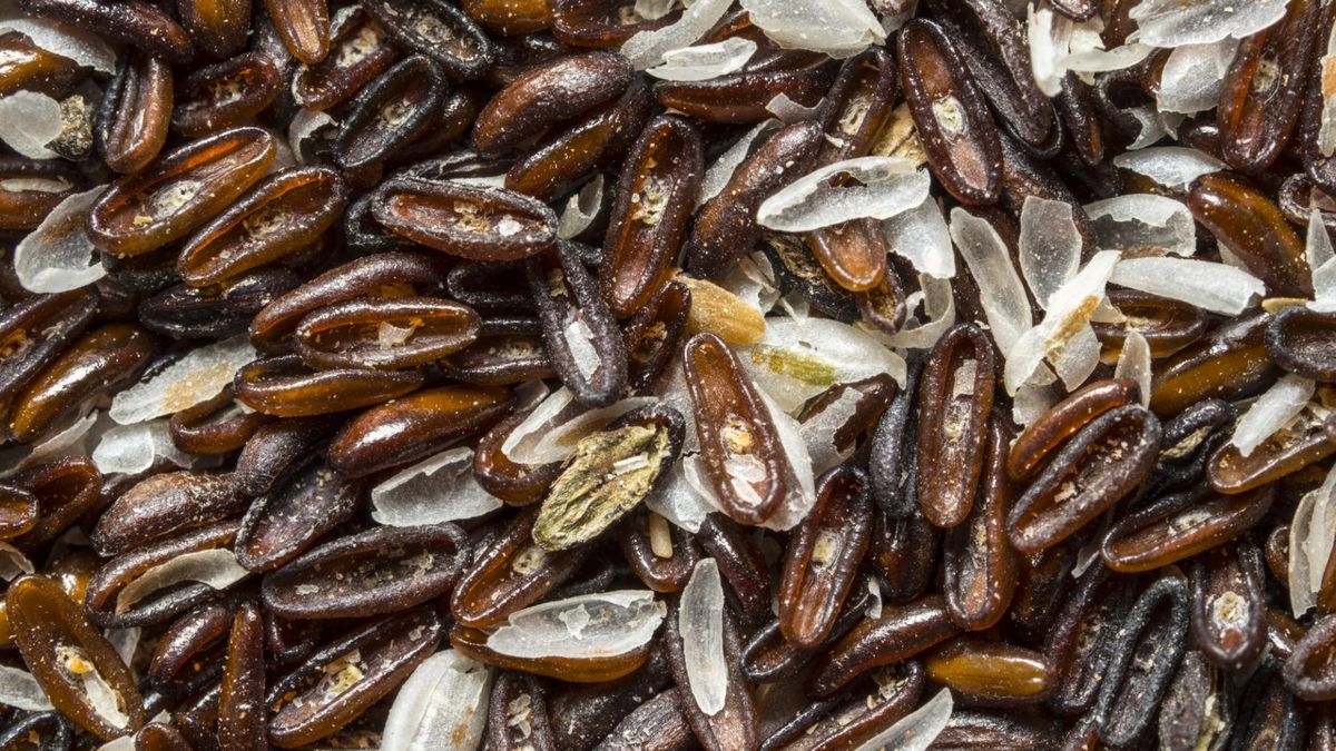 Warto włączyć do diety nasiona babki płesznik