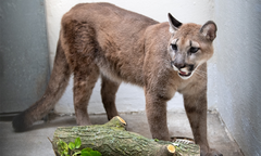 USA. Szok w Nowym Jorku. W mieszkaniu trzymał pumę