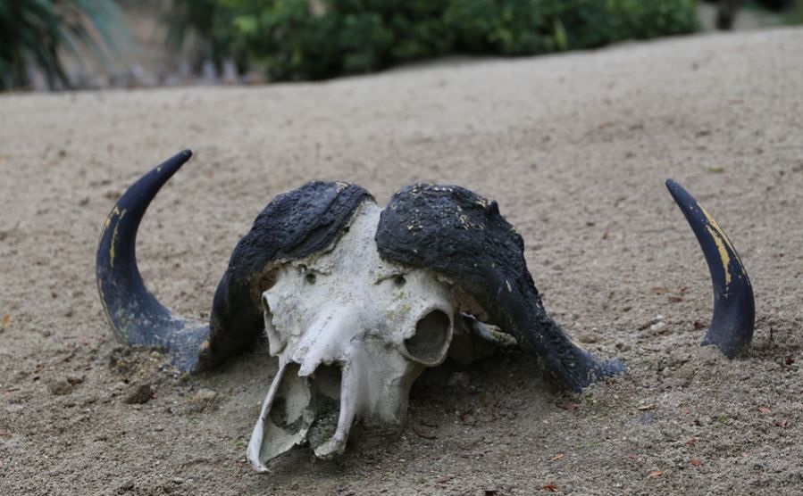 Kaskadowe wymieranie. Zmianami klimatu jest zagrożonych znacznie więcej gatunków niż sądzono