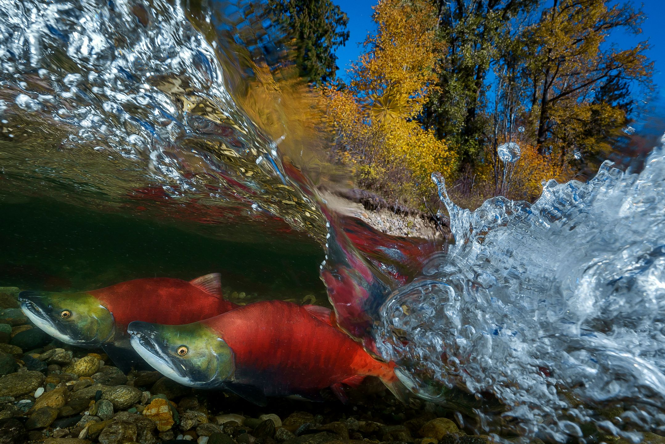 Piotr Leczkowski zwycięzcą polskiej edycji National Awards w Sony World Photography Awards 2019 14