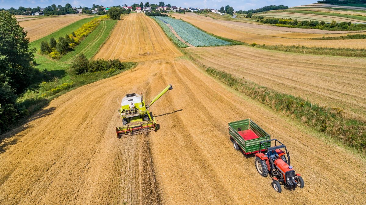Szacuje się, że Polsce produkuje się ok. 35 mln ton zbóż rocznie, ale ile faktycznie - tego nie wie nikt. 