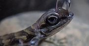 Oryginalna strategia ochronna. Jaszczurki używają pęcherzyków powietrza do oddychania pod wodą