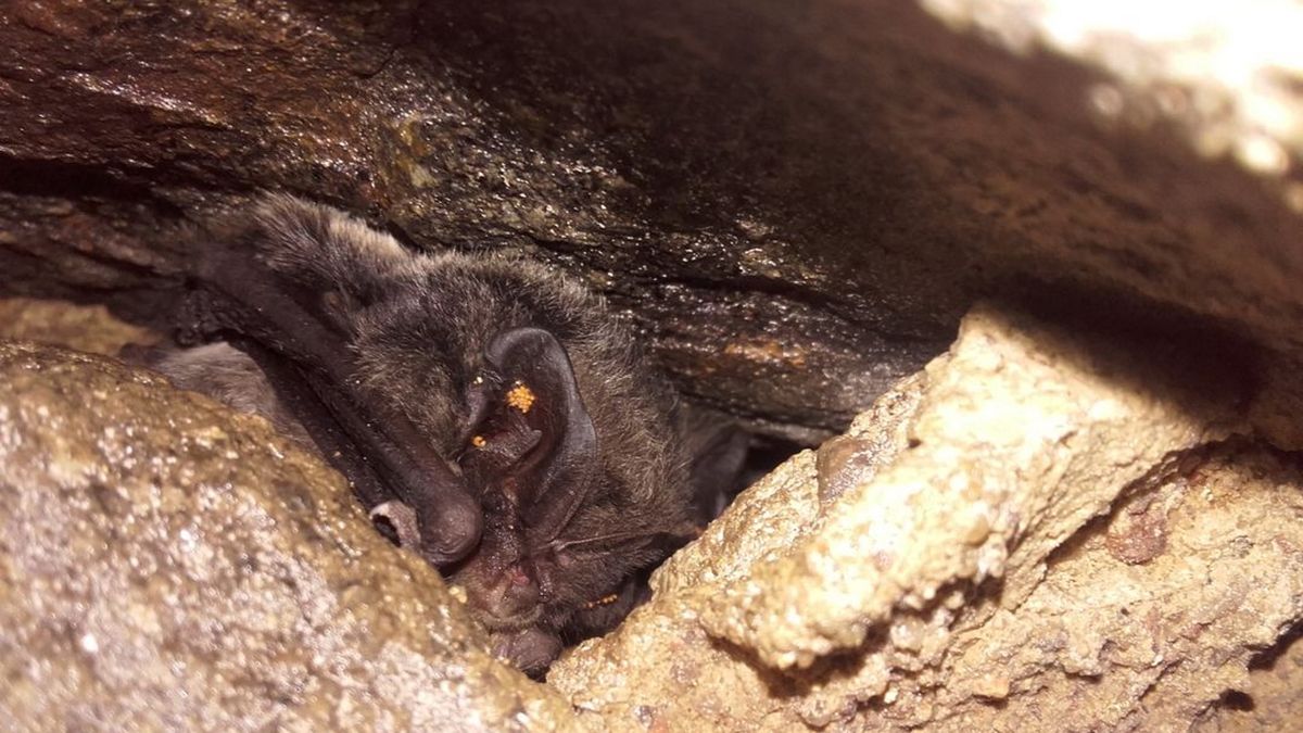 Świeżo przygotowaną kryjówkę na zimowisko wybrał mopek zachodni Barbastella barbastellus 