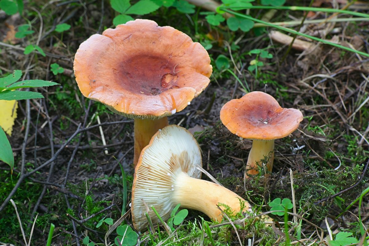 Mleczaj można jeść nawet na surowo