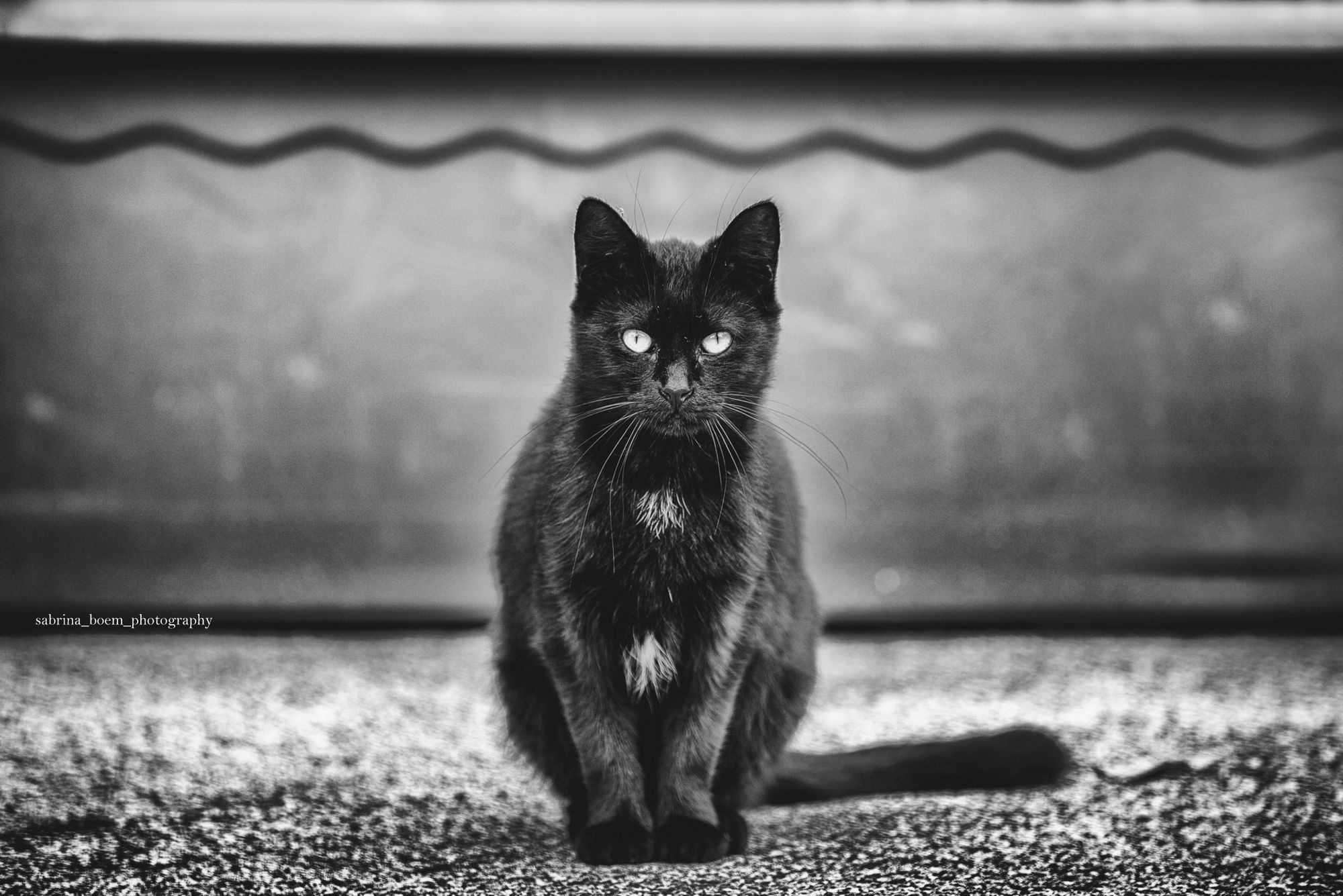 Sabrina Boem oddaje cześć bezdomnym i opuszczonym kotom w swoim projekcie fotograficznym 21