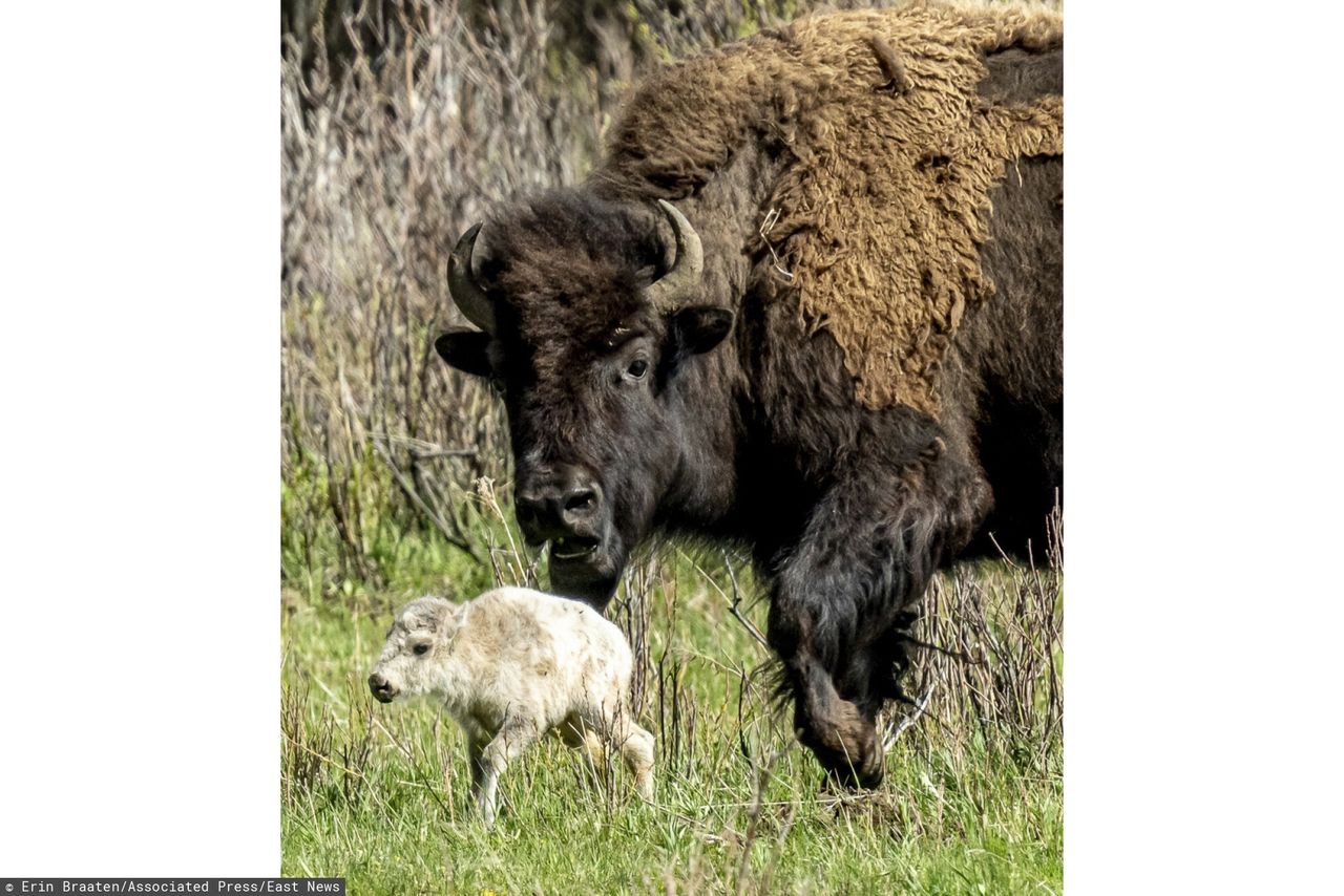 A white bison spotted by Erin Braaten