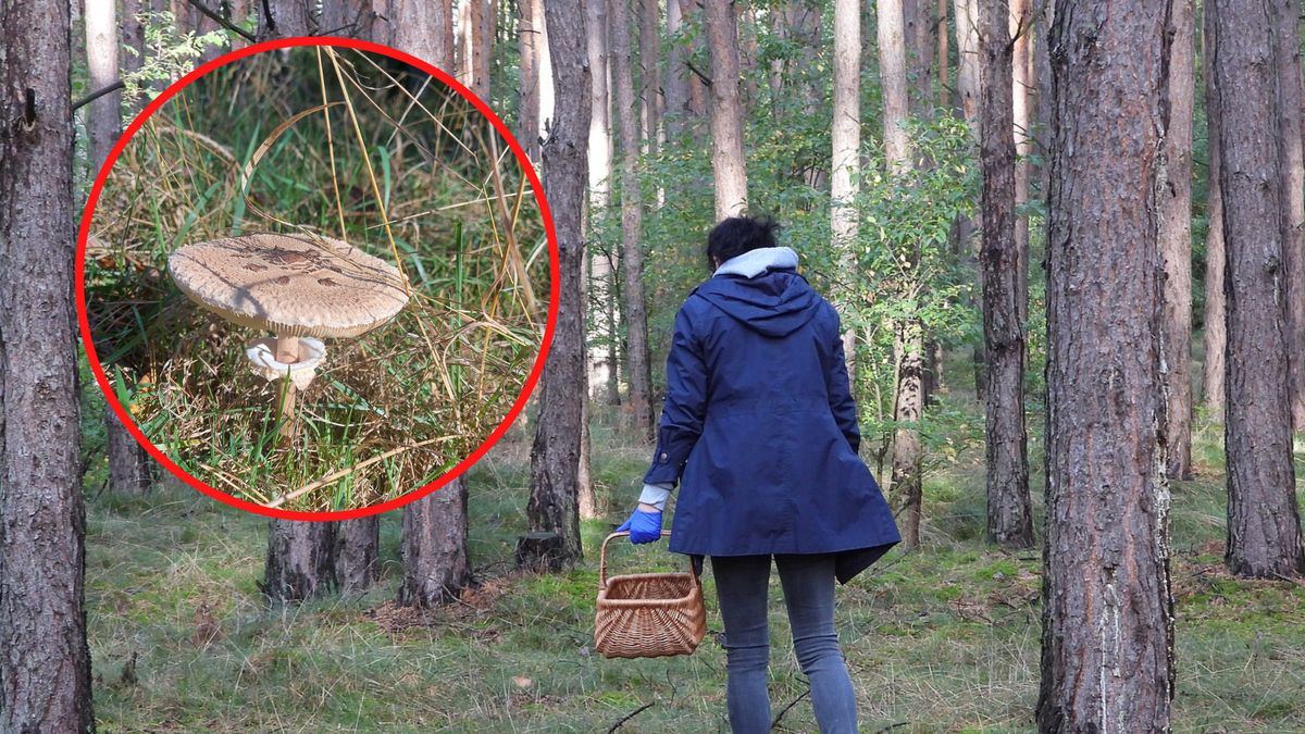 Jak odróżnić kanię od muchomora?