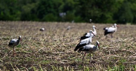 Śmiertelne niebezpieczeństwo. Człowiek wyrządza im największe szkody