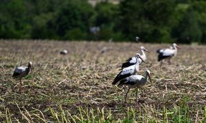 Śmiertelne niebezpieczeństwo. Człowiek wyrządza im największe szkody