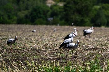 Śmiertelne niebezpieczeństwo. Człowiek wyrządza im największe szkody