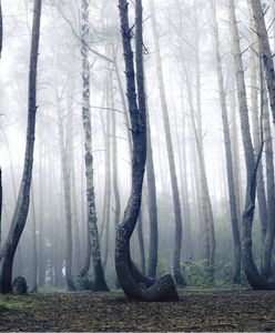 Одна із найбільших природних пам'яток Польщі - "Кривий ліс"