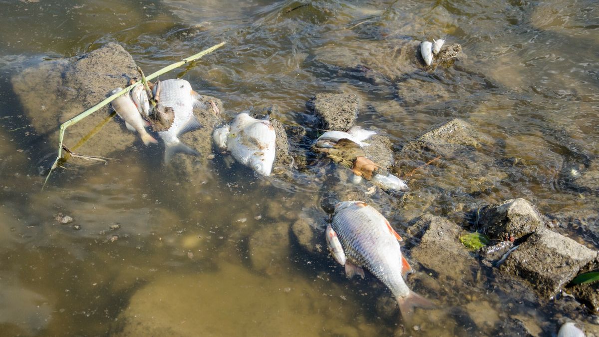 Śnięte ryby w Odrze. To jedna z największych katastrof ekologicznych