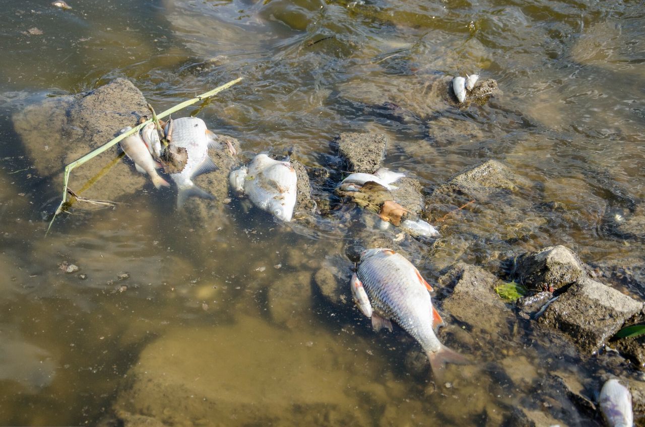 "Nikt nie zarządzał kryzysem". O katastrofie ekologicznej nie poinformowano zakładu KGHM, który nadal zrzucał słoną wodę do Odry w Głogowie