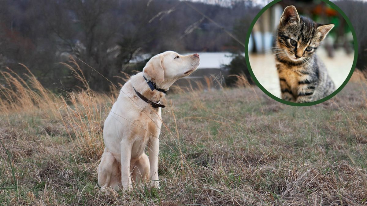Pies wywęszył zaginionego kota. 