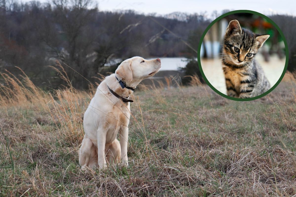 The dog sniffed out the missing cat.