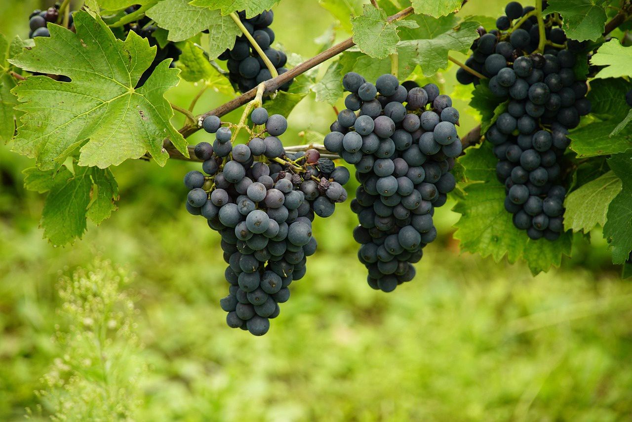 Trzebiatów: Weekend Otwartych Winnic Pomorza Zachodniego - Zaproszenie do Winnicy Sydonia