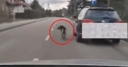 Pies na smyczy przy aucie. Wstrząsające nagranie