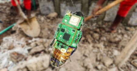 Karaluch-cyborg będzie służył jako kamera ratunkowa. Jest mały i zwinny