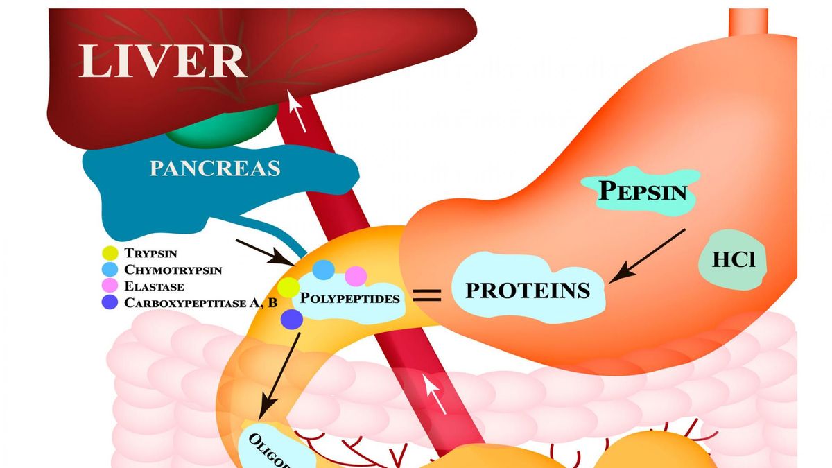 Pepsyna to aktywna forma jednego z enzymów trawiennych, umiejscowionych wewnątrz żołądka